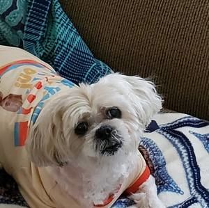 Meet your Posher, Susan